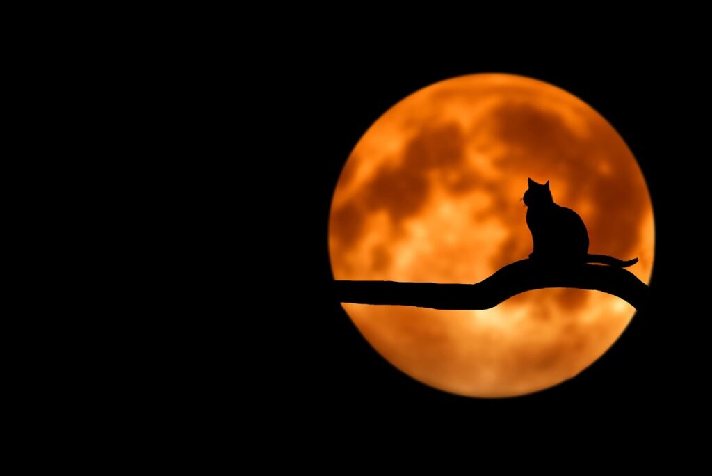 Chat noir sur pleine lune - Bess Hamiti