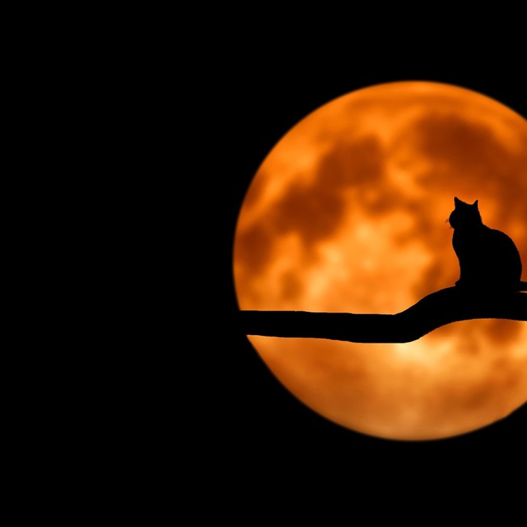 Chat noir sur pleine lune - Bess Hamiti